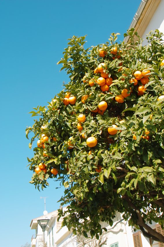 Orangen mitten in Arta