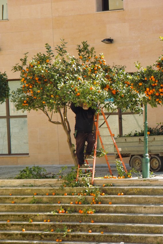 Orangenbäume werden gepflegt