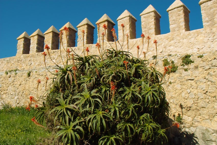 Impressionen blühendes Mallorca - Zitadelle Arta