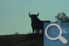 El Toro - der Stier von Osborne grüßt