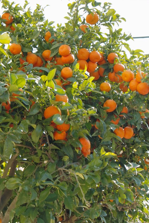 Orangen, welche Pracht