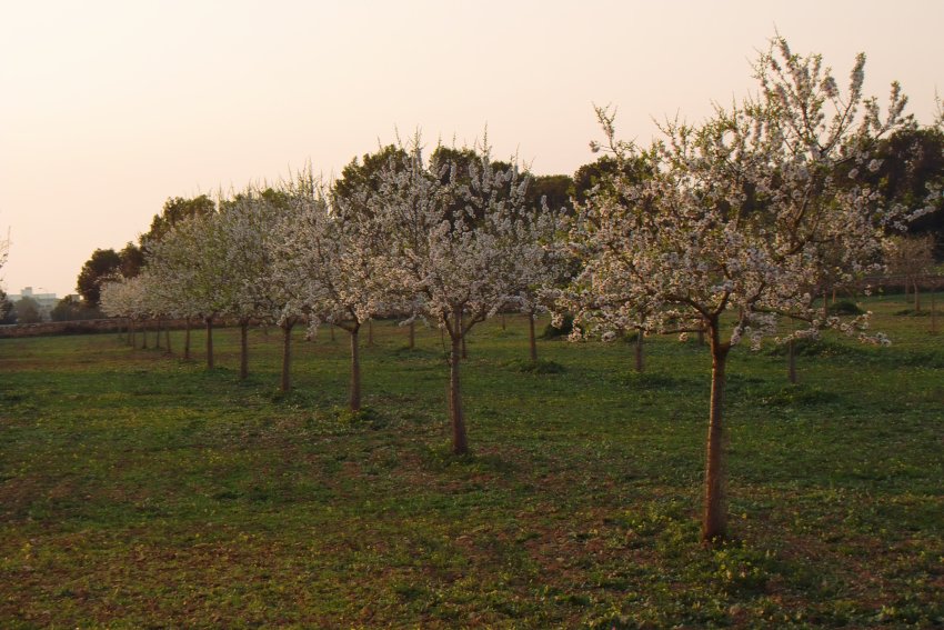 Mandelblüte auf Mallorca