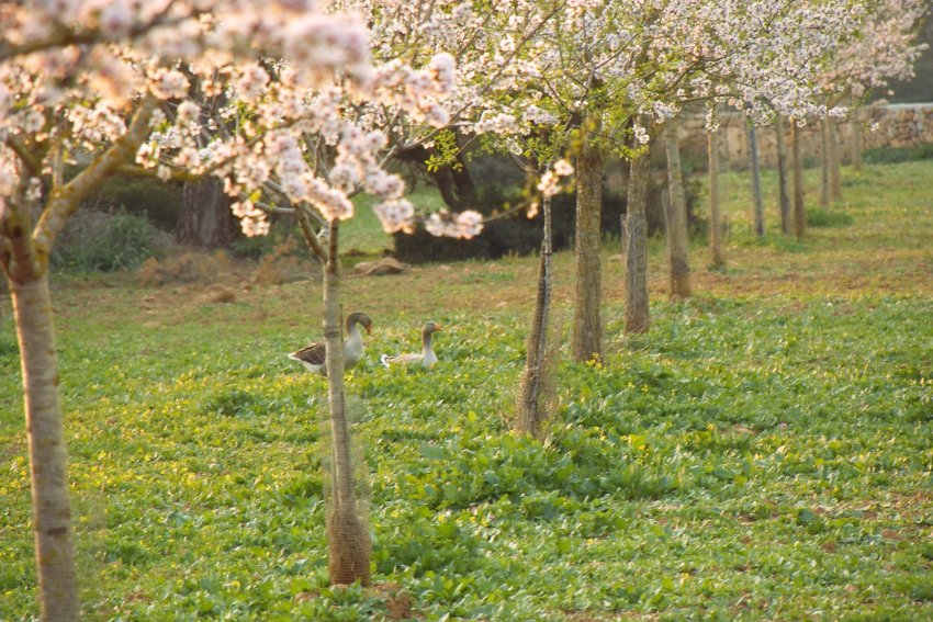 Mandelblüte und Gänse