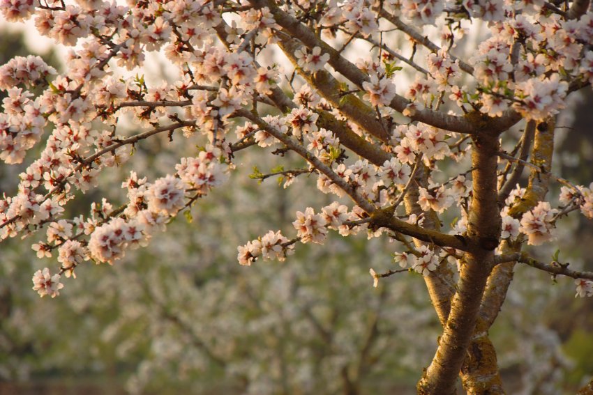 Mandelblüte auf Mallorca