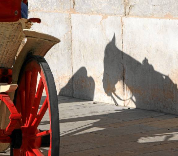 Schatten Pferd vor Kathedrale in Palma auf Mallorca