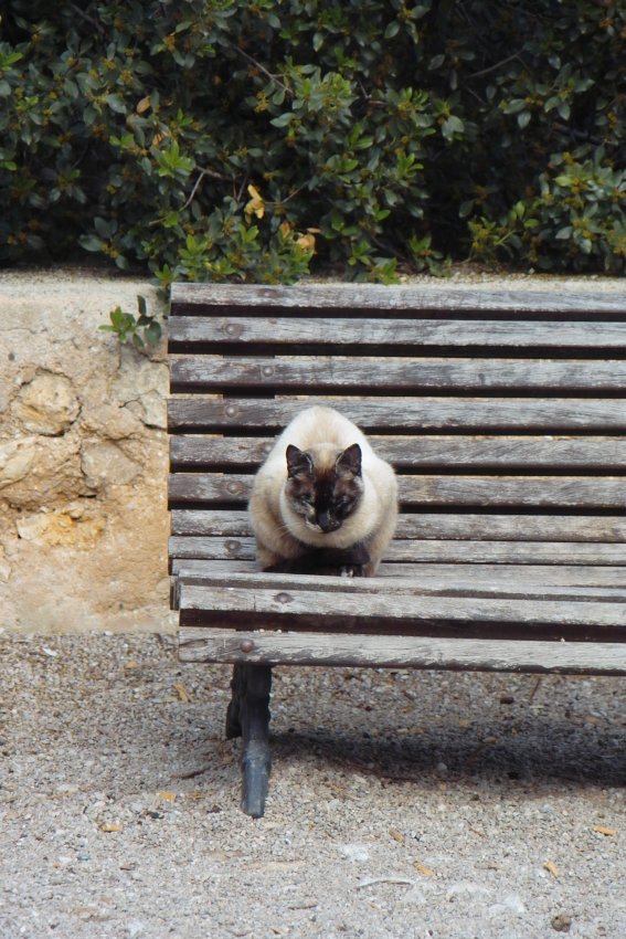 Katze in Pollenca