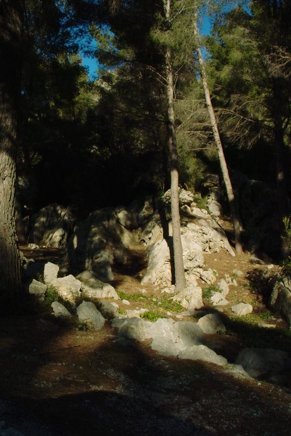 Bergwald bei Sa Calobra