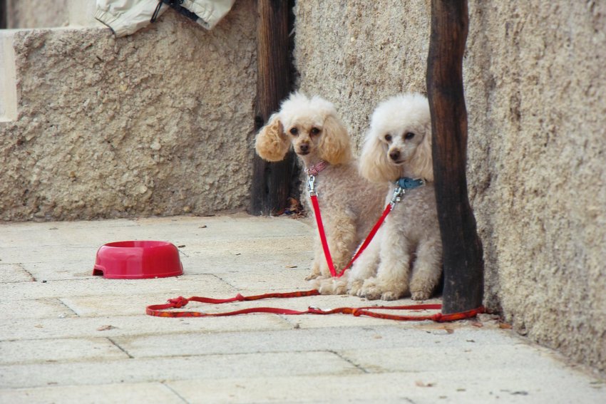 auch für Hunde ein Paradies - Mallorca