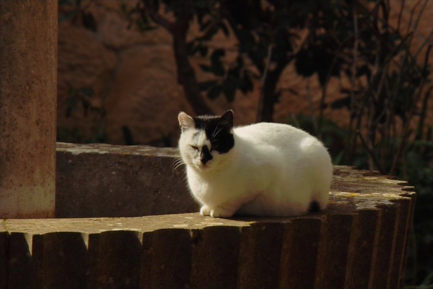  Klosterkatze im Santuari de Nostra Senyora de Cura