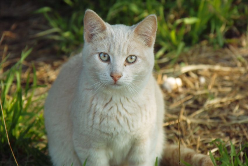 Katze