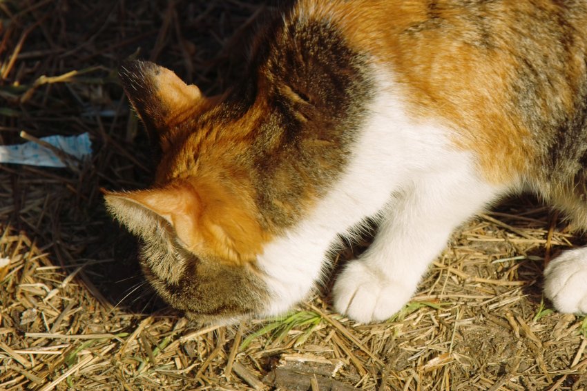 Katze - wer suchet, der findet