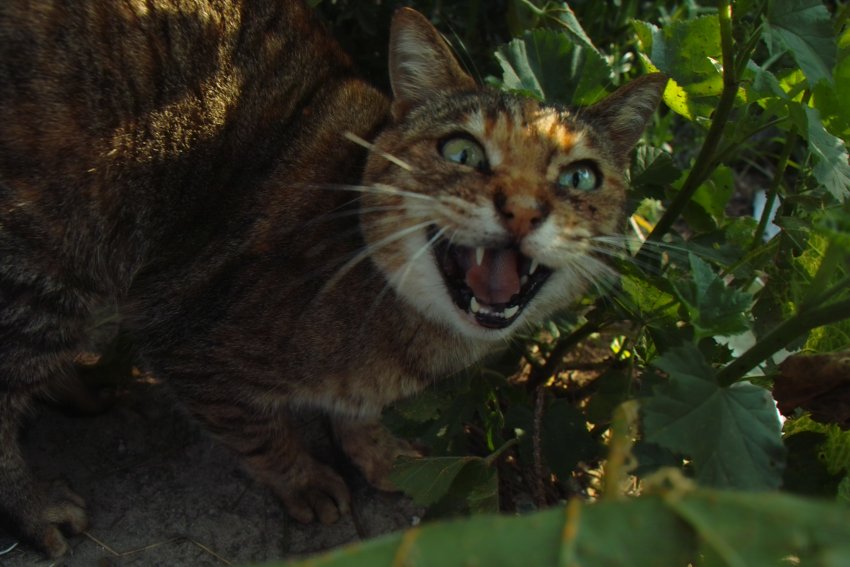 Katze - großer Tiger