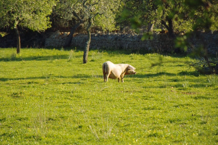 glückliches Schwein