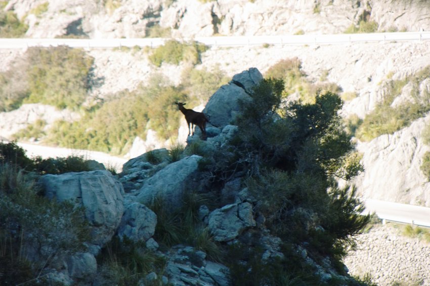 Wilde Ziege bei Sa Calobra