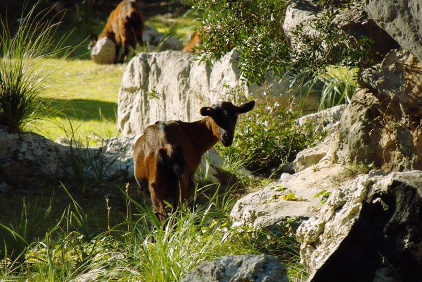 Angstfreie wilde Ziege