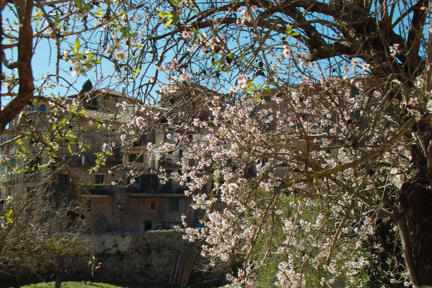 Mandelblüte in Valldemossa
