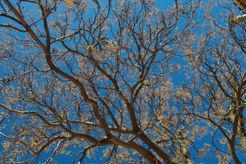 Frühlingsbote in Valldemossa